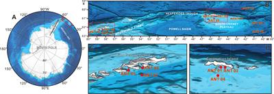 Distinct responses of abundant and rare foraminifera to environmental variables in the Antarctic region revealed by DNA metabarcoding